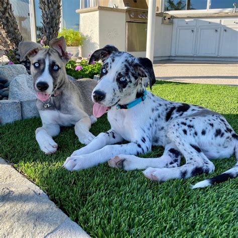 Great Dane Husky Mix Your Best Guide To A Gentle Giant