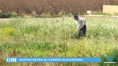 El Campo Alicantino Vuelve A Estar En Pie De Guerra Actualidad La Ocho