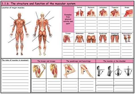 Gcse Pe Ocr Muscular System Component Knowledge