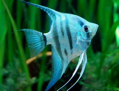 Top 10 Rare Freshwater Angelfish | Different Varieties Of Freshwater ...