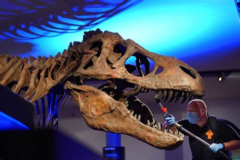 T Rex Delivered Bone Crushing Bites By Keeping A Stiff Jaw Research