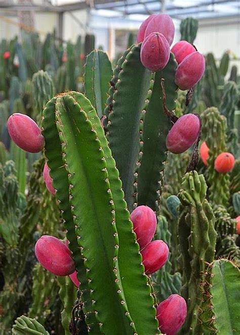 Shop Live Peruvian Apple Cactus Plant For Sale