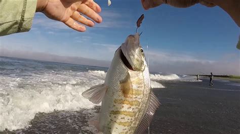 Surf Perch Washington Coast Youtube