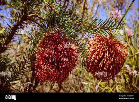 Banksia Violacea Hi Res Stock Photography And Images Alamy