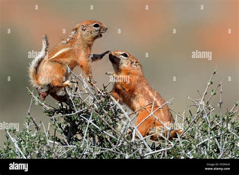 White Tailed Antelope Ground Squirrel White Tailed Antelope Squirrel