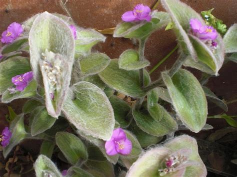 Erba Miseria Tradescantia Sillamontana Riconoscere Le Piante