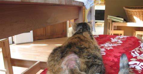 Graphic Firing Table Shaved Pussy