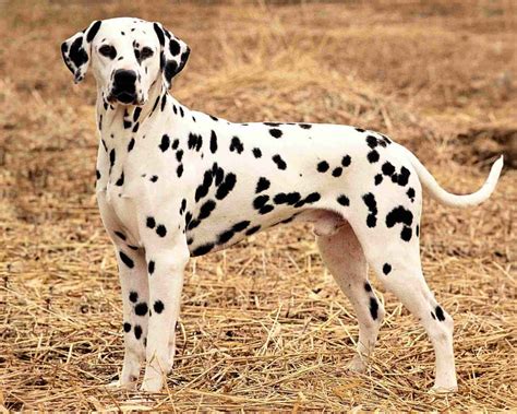 Далматинец (Dalmatians) - описание породы собаки, фото, уход за ...