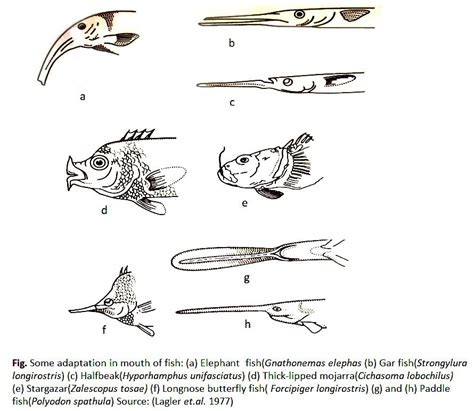 Feeding Adaptation Of Fishes Biology Educare