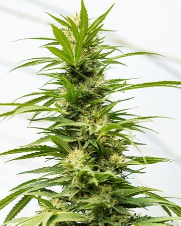 High CBD Cannabis Seeds | Growers Choice Seeds