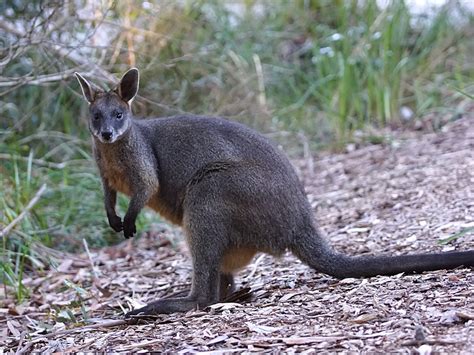 Swamp Wallaby Wallabia Bicolor Booderee National Park J… Flickr