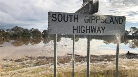 Gippsland covered in webs as floods force spiders to fly, wallabies to ...