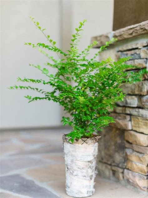 Winter-Friendly Patio Plants | HGTV