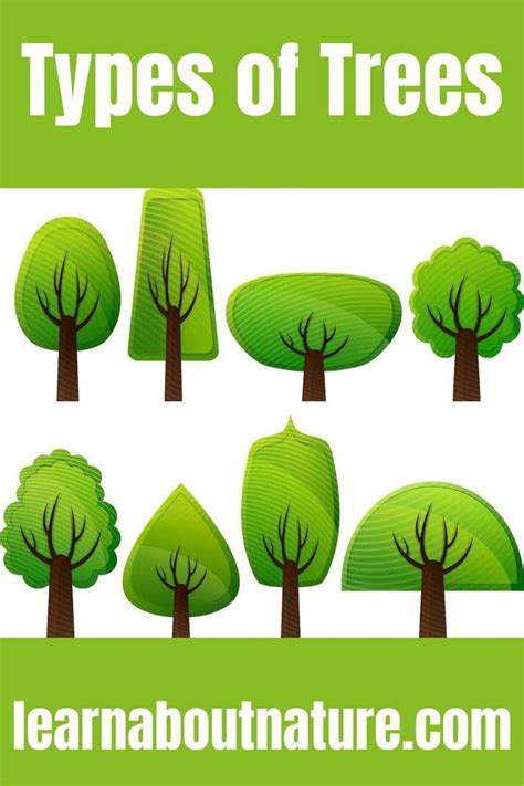 types  trees dogwood trees deciduous trees growing tree