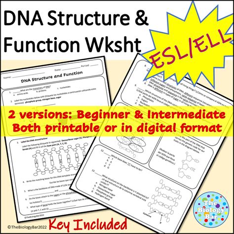 Esl Biology Dna Worksheet Structure And Function With Digital Format