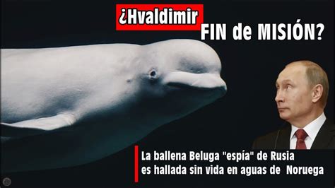 Hvaldimir FIN de MISIÓN La ballena Beluga espía de Moscú es hallada