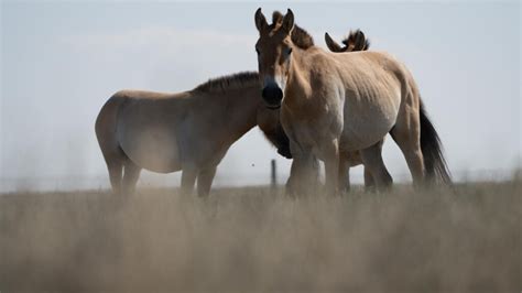 Altyn Dala Conservation Initiative The Earthshot Prize