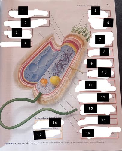 Bio Ch Bacteria And Archaea Flashcards Quizlet