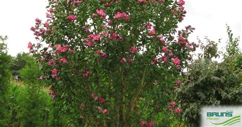 Hibiscus Syriacus Duc De Brabant Von Bruns Pflanzen