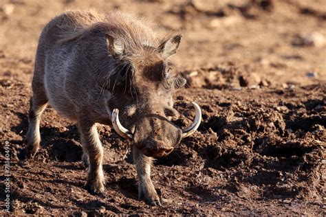 Warthog Charge Stock Photo Adobe Stock