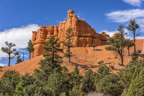 Drzewa Na Tle Ska Y W Parku Narodowym Bryce Canyon