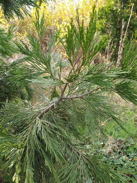 Incense Cedar | Kitsap Conservation District