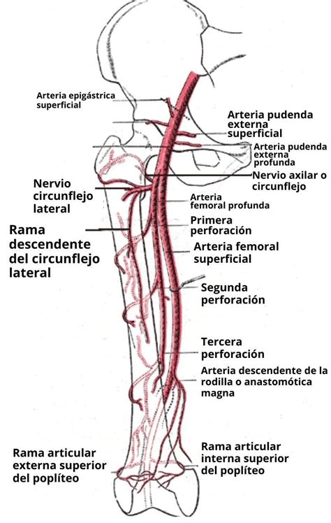 Vasos Y Nervios Del Miembro Inferior Mapa Mental