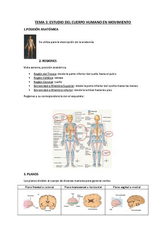 Tema 3 Estudio Del Cuerpo Humano En Movimento Pdf