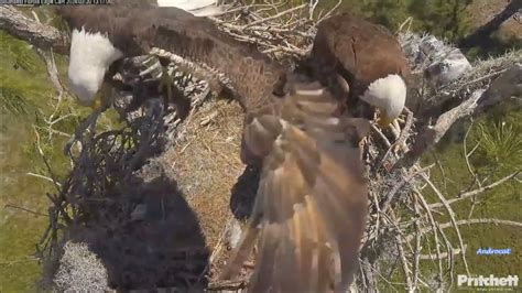 Swfl Eagles M F Each Deliver Fish M Brings A Squirrel