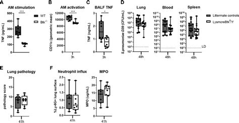 Frontiers Brutons Tyrosine Kinase Mediated Signaling In Myeloid