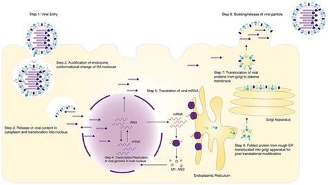 Influenza Virus Life Cycle Animation