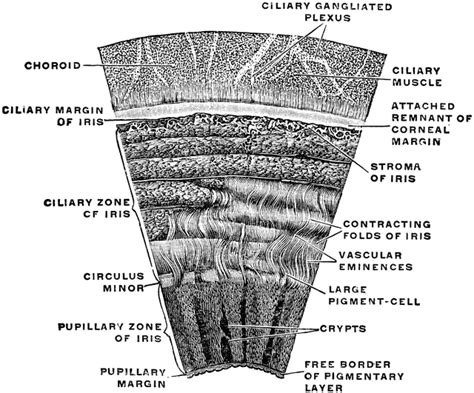 Section Of The Iris ClipArt ETC