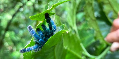 Les espèces Endémiques de Martinique Martinique Tour