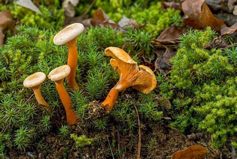 Chanterelle Identification: How To Distinguish A False Chanterelle From ...