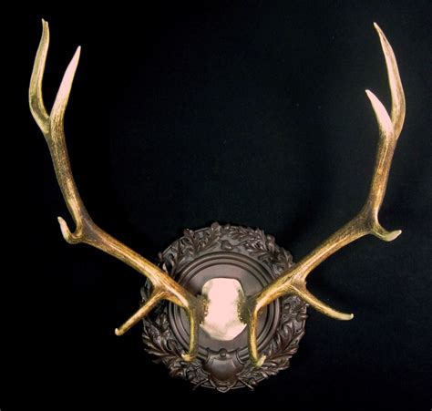 Elk Antlers Mounted