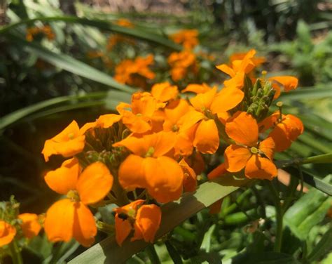 Starter Plant Of Siberian Wallflower Erysimum X Allionii Syn