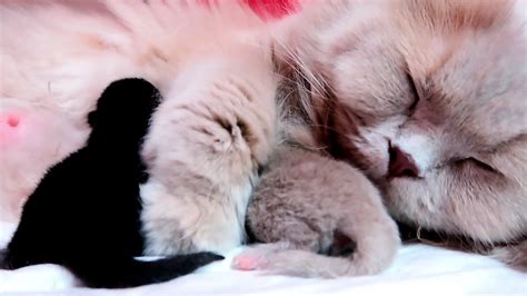 Mama Cat Hugs Her Meowing Newborn Baby Kittens 10 Minutes After Their