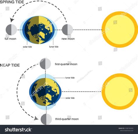 Vector Illustration Of Spring Tide And Neap Tide Diagram Spring