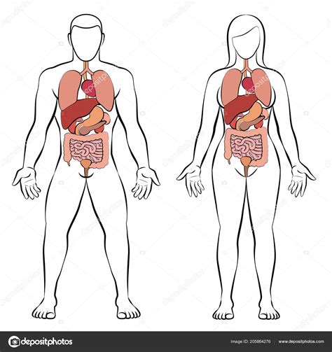 Diagrama De órganos Del Cuerpo Humano Femenino