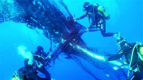 Rescuers face race against time to rescue beluga whale in France’s ...