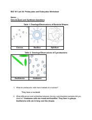 Comparing Prokaryotes Eukaryotes And Protists Lab Data Course Hero