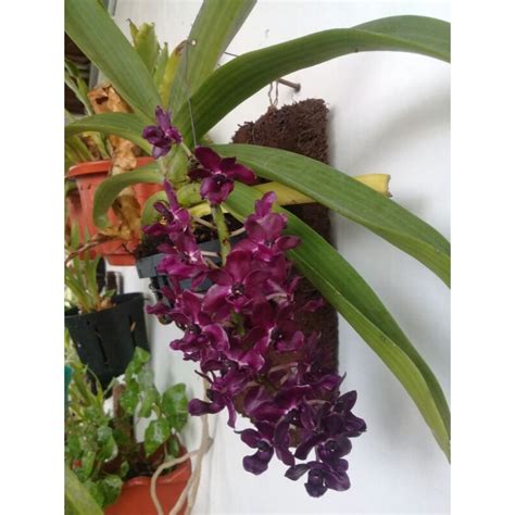 Jual Anggrek Vanda Gigantea Shopee Indonesia