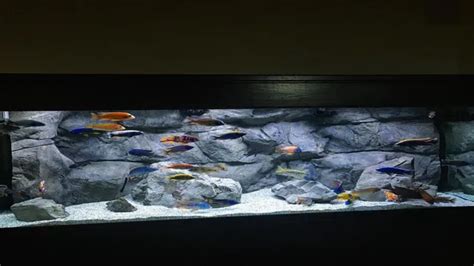 How to Make a Rock Background for an Aquarium: Step-by-Step Guide