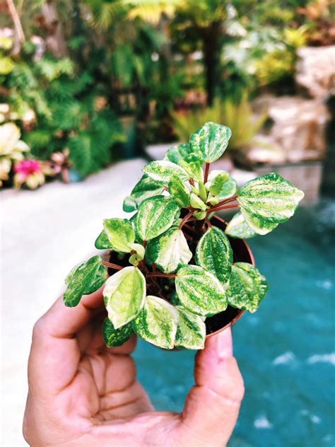 Mini Variegated Peperomia Meridana Maculata White Green Mint Etsy