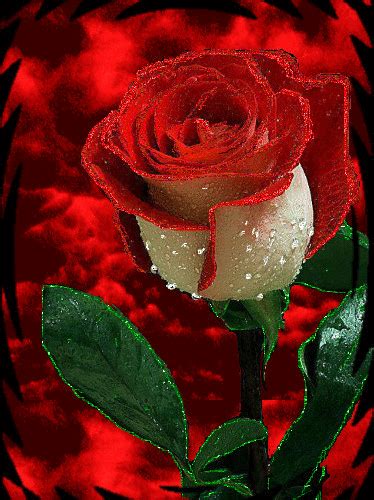 Rose Flower  Image Best Flower Site