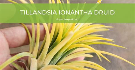 Tillandsia Ionantha Druid Air Plant Expert