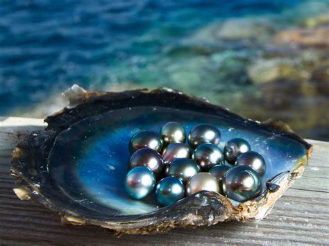 Why pearls are so expensive? - The Green Academic