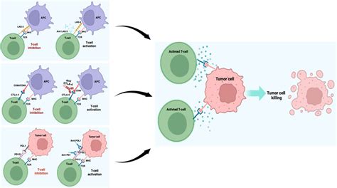 Frontiers Immunotherapy In Melanoma Advances Pitfalls And Future