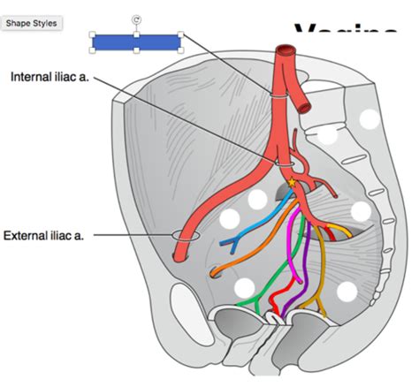 Lecture 18 Part 2 Neurovascular Supply And Lymphatic Drainage Of Pelvic Viscera Flashcards