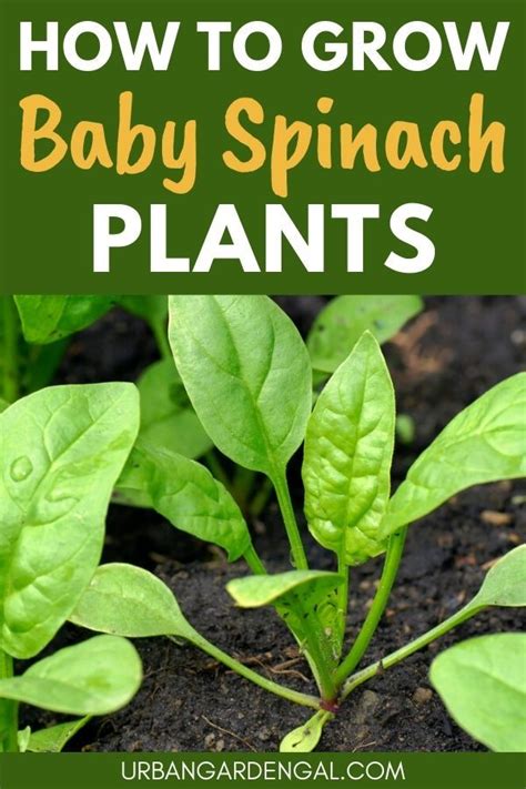 How To Grow Baby Spinach Artofit